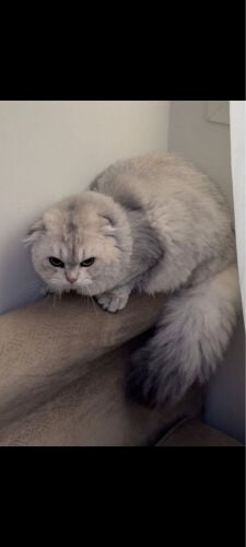 cat for sale