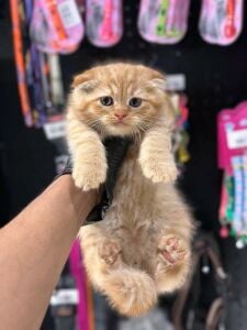 He is a male cat