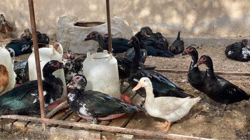 للبيع دجاج وبط مصري