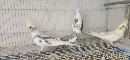 cockatiel