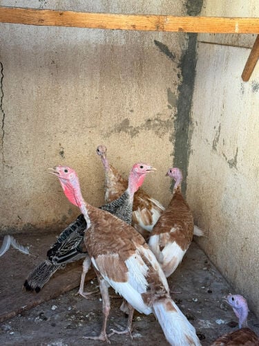 Roomi chicken