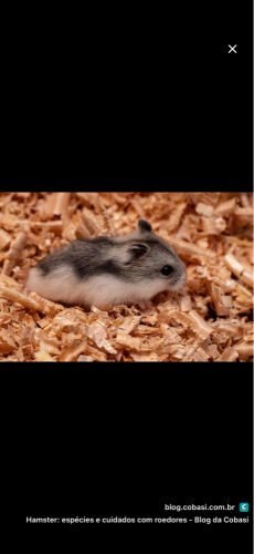 Russian Hamster