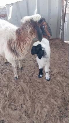 شاه سورية طيبه 