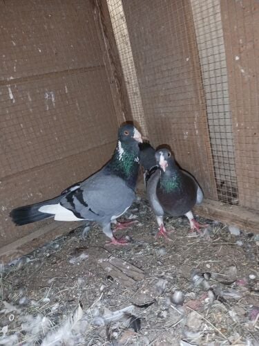 fancy pigeon