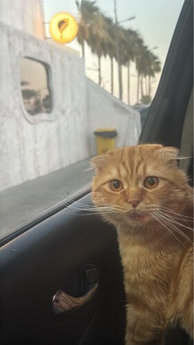 لاتو للتزاوج