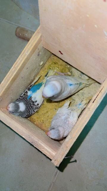 budgie family 3 babies 2 parents 