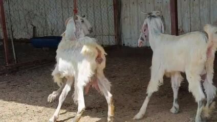 للبيع معزة مطورات حليب