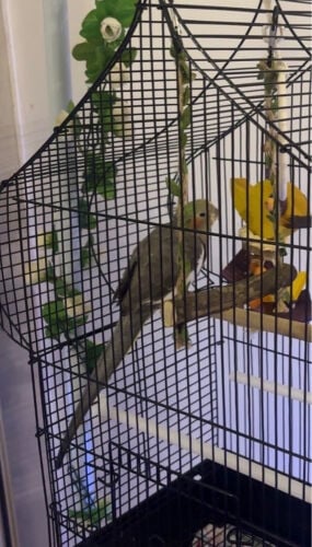 Cockatiel bird for sale