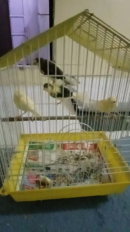كناري