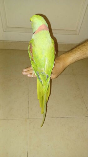 tame Nepalese bird