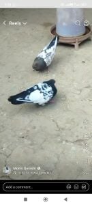 Looking for rampuri pigeons