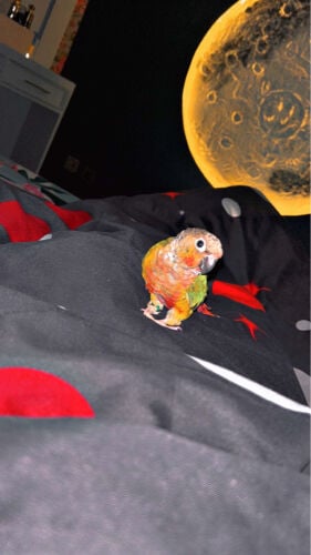 conure