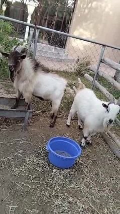 تيوس قزمه 