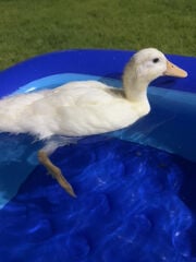 بطه