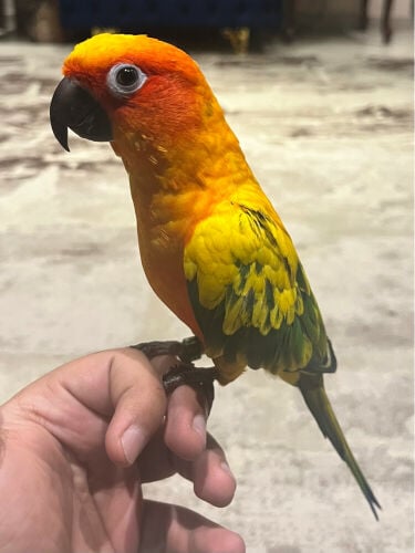 sun conure