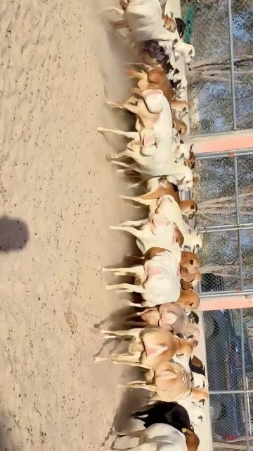 للبيع مراح بربر بيرشن بيور أصايل 