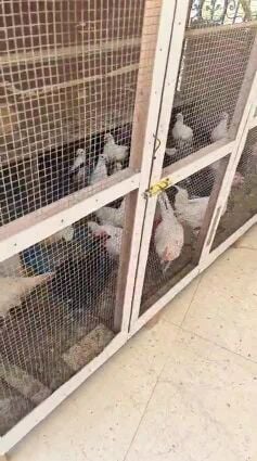 ديوك ودجاج بلدي