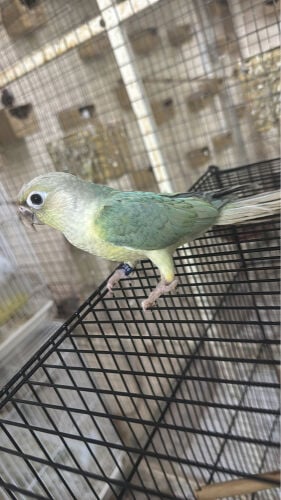 Mint Conure