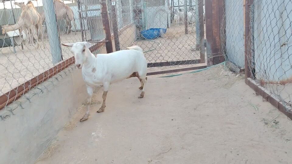 جمده عمانيه طيبه