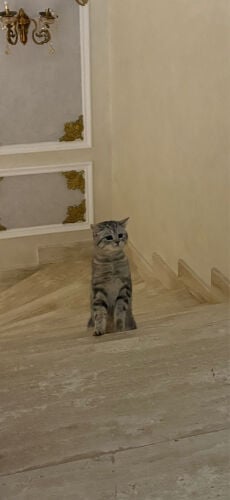 قطط