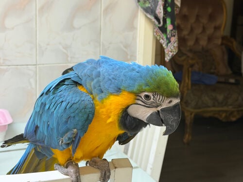 macaw 
