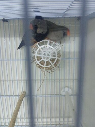 For Sale