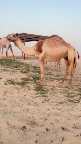 خلفه طيبه