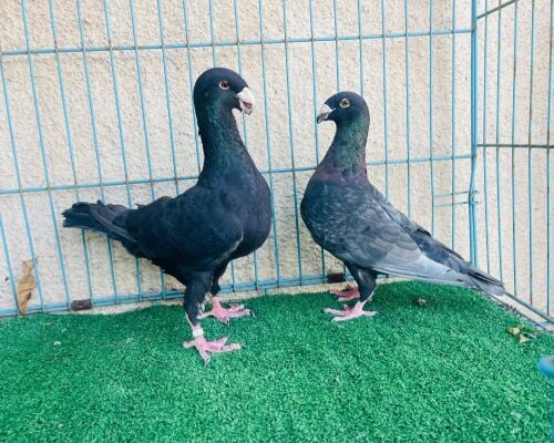 Homer breeding pair