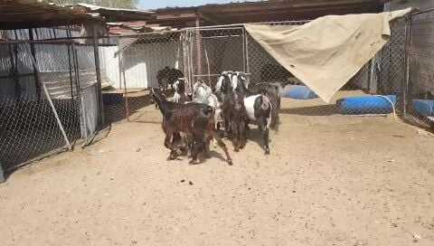 معزة مشاريك طيبه