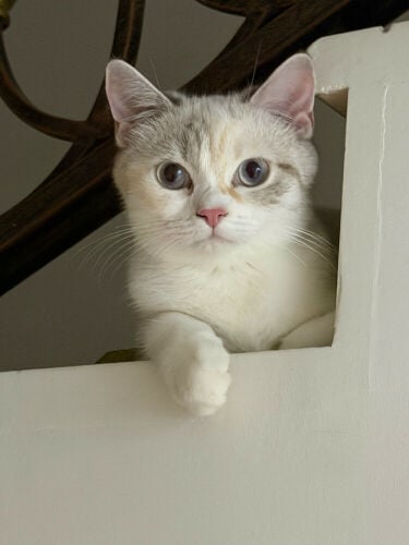 pet cat