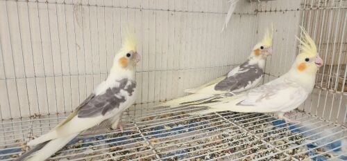 cockatiel
