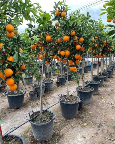 شاب متخصص فى اداره العزب والمزارع