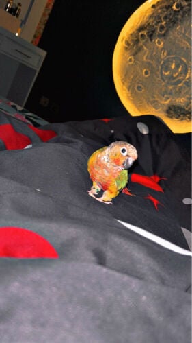 conure
