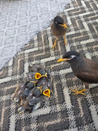 myna bird chicks