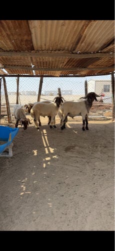 فحول سوريه 
