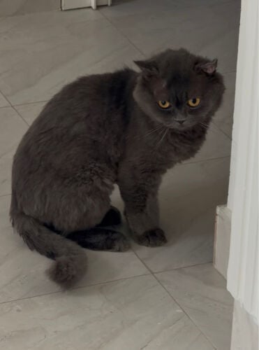 cat for adoption 