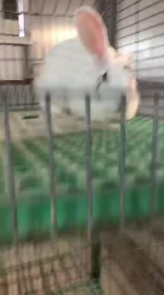 ارانب للبيع صغار وكبار