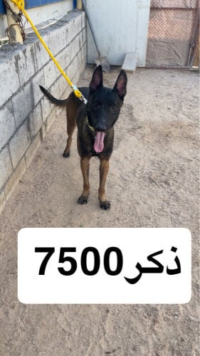 كلاب حراسه للبيع 
