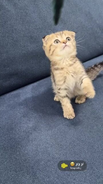 for sale - Scottish fold 