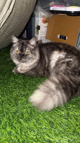 Persian doll face cat