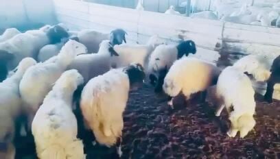 للبيع. خرفان عزبة بر  كبار وصغار 