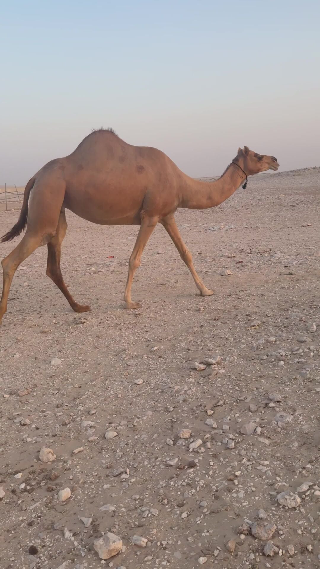 لقحه عمانيه