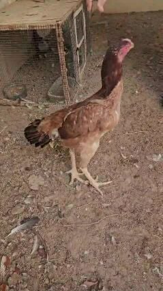دجاجه شامو اصلي