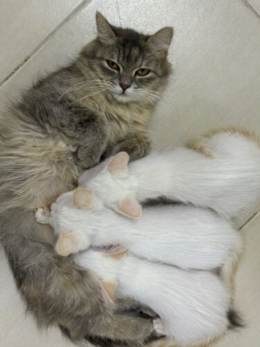 Cat and Kittens