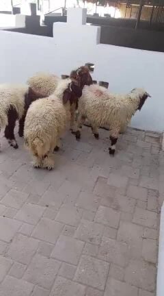 للبيع خرفان 