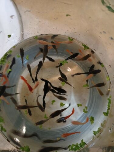 fish guppy mixed