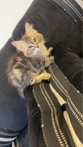 cats for sale 