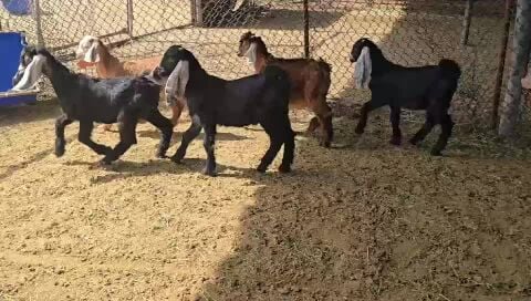 للبيع تيوس تربيه عزبه طيبه