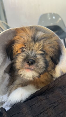 all colors Maltese puppys for sale