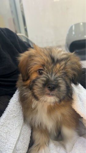pure Maltese puppies